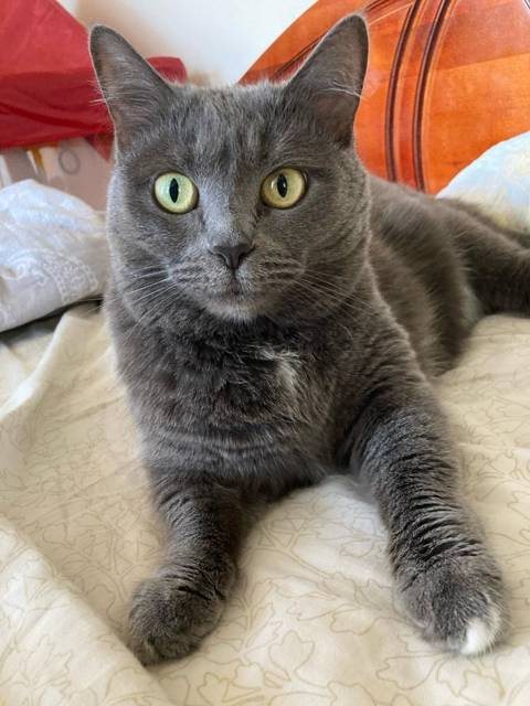 Varya, a grey cat
